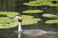 Haubentaucher Great crested grebe (Podiceps cristatus)