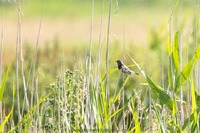 Blaukehlchen W. Bluethroat Luscinia svecica