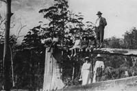 Tamborine Mountain Families