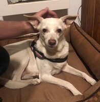 Pipa