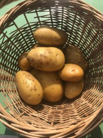 Pomme de terre