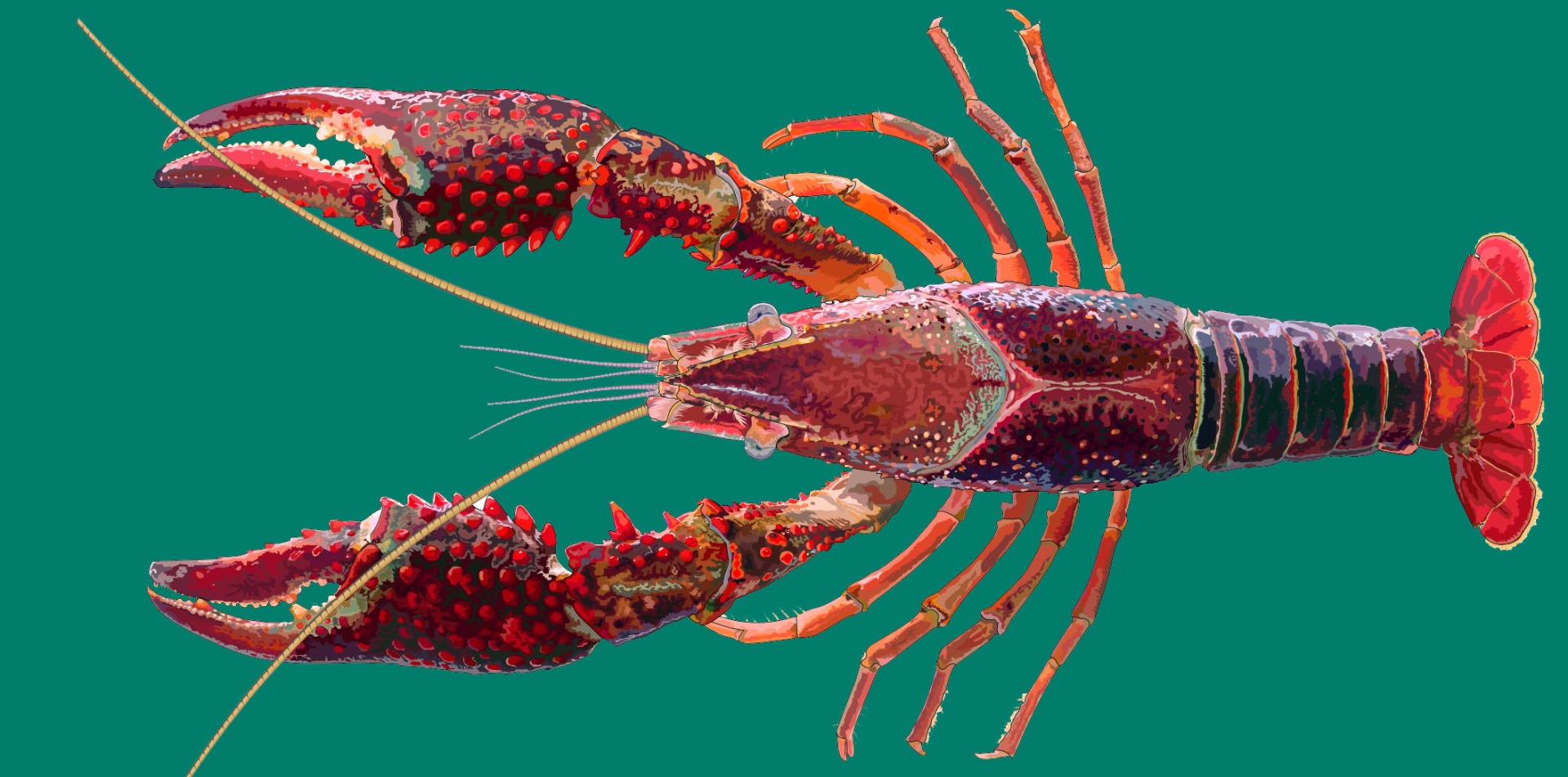 A New Relationship With An Invasive Freshwater Crayfish Procambarus Csj Symposia 17