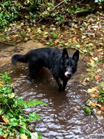 Herzenshund Luki