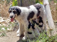 Rosie und ihre Welpen