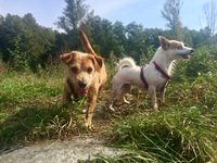 Daisy links und Dolly