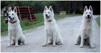z leva: Coudy, Canis Ronja, Cyron Wulf