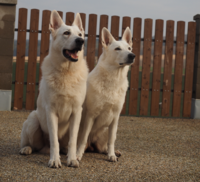 Alf a Daiichi Pett´s Wolf