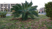 Cycas donata da un residente