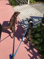 BO EN PUPPY PABLO