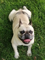 FRANSE BULLDOG LOU
