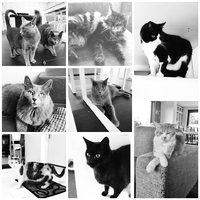 CATSITTING