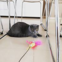 SCOTTISH FOLD KITTEN SHYLA