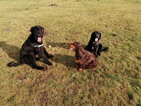 RASTA, NALA EN JULES