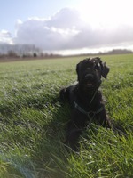 RIESENSCHNAUSER RASTA