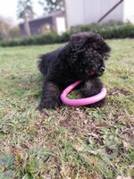 PUPPY BOUVIER LOEBAS