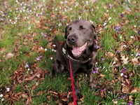 KRUISING LABRADOR DODGE
