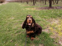 COCKER SPANIEL NALA