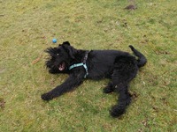 RIESENSCHNAUSER RASTA