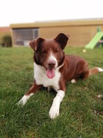BORDER COLLIE TACO