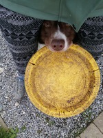 BORDER COLLIE TACO