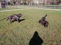 DODGE, JULES EN NALA