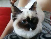 FRIEDA