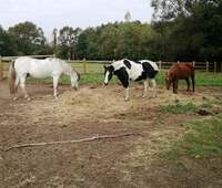 NOV' , CO'BOY EN SOPHIE