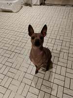 GUMMO