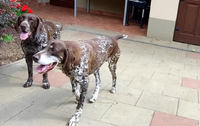 www.veterinarmoldava.sk