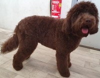 Doodle na, 1e puppy knip