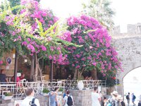 Bougainvillea i Rhodos gamla stad