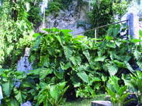Philodendreon