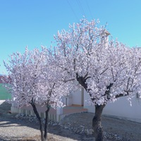 January Almond blossom