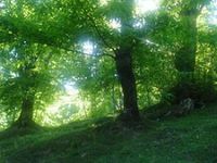 Castagneto