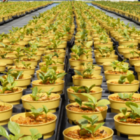 VIVERO. Producciones verdes sostenibles