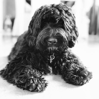 Arctic Labradoodles Pepper