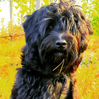 Smedstorpet Oliver