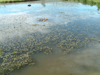 04.09.03 100 liter Terra Biosa tilsatt. pH 6,26. Brunt vann.