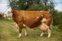 Perlute , dcéra ROUND UP, 7 laktácií priemer 9,479 kg mlieka - 4.29 % Tuku a - 3.46 %