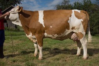 prvôstka, otec ROUND UP, denná produkcia 30 kg mlieka