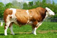 ROUND UP, legenda v chove plemena Fleckvieh
