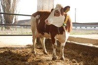 SK000813166704 otec: WALFRIED HW-048 100dní 2982kg Ml 3,65%T, 3,27% B Vemeno: 84 bodov