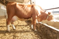 SK000813166732 otec: ZAUBER , ZAX-010 100 dní, 3494kg Ml, 4,76 %T,3,35%B, Vemeno 85 bodov