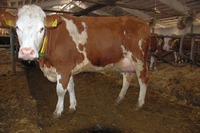 SK000813166760 otec: WALFRIED HW-048 100d 3066kg ML 4,61%T 3,26%B Vemeno: 87b