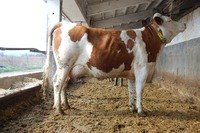 SK000813166702 otec: WALFRIED 200d 5708kg ML 4,67 %T 3,41%B, Vemeno 85 b