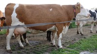 Willemientje 5948