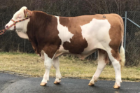 © Bayern-Genetik Highness (Helikon x Mandrin) GZW 151