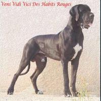 Veni Vedi Veci des Habits Rouges