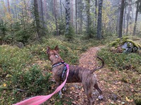 Metsäpolulla.