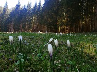 Frühlingserwachen